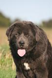 DOGUE DU TIBET 673